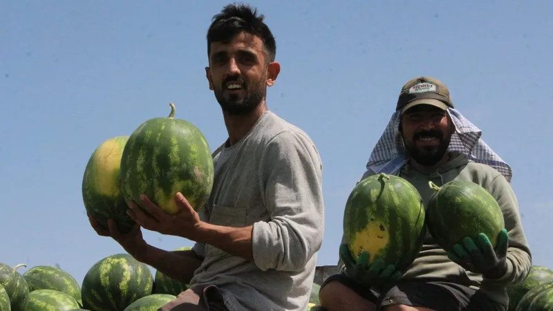 Adana'da karpuz hasadı başladı: Tarlada kilosu 7 lira