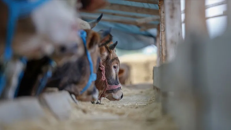 Kurban Bayramı Kabusu: 207 Kişi Kurban Keserken Yaralandı!