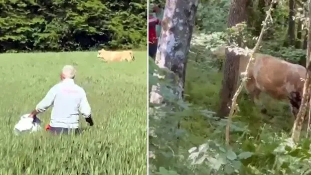 Bolu'da Kurbanlık Boğa Firarı! Ormanda Yakalandı mı?