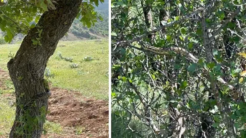 Dev yılanla göz göze geldi! Saniye saniye kaydetti