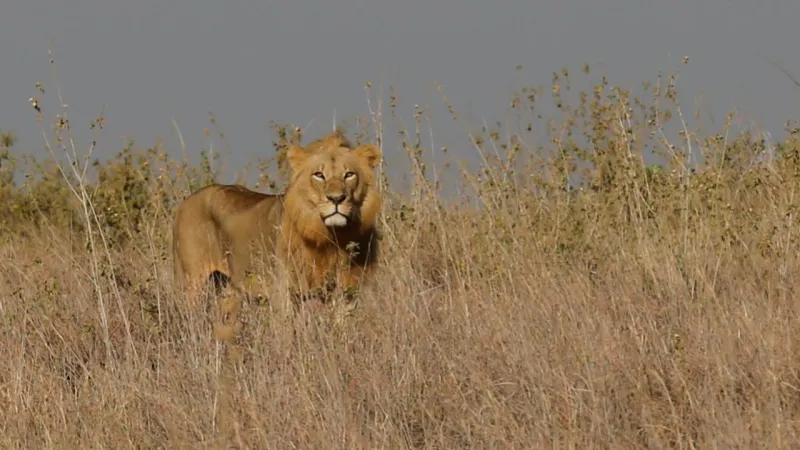 İş insanı safari sırasında aslan saldırısıyla hayatını kaybetti