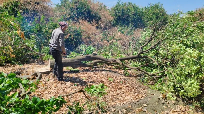Hatay'da Don Afeti: Çiftçiler Narenciye Ağaçlarını Neden Kesiyor?