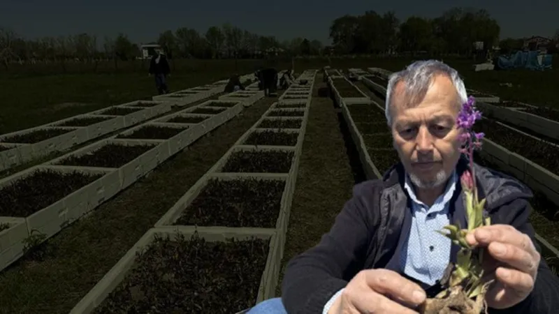 Salep Orkideleri Altın Değerinde! Kilosu Neden 4 Bin TL?