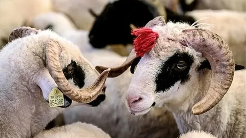 O Ülkede kurban kesmek yasaklandı