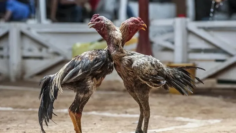 Skandal: Hayvanları Koruma Derneği Başkanı, horoz dövüşü baskınında yakalandı!